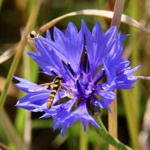 Réf. 288 133 : Sphaerophoria scripta